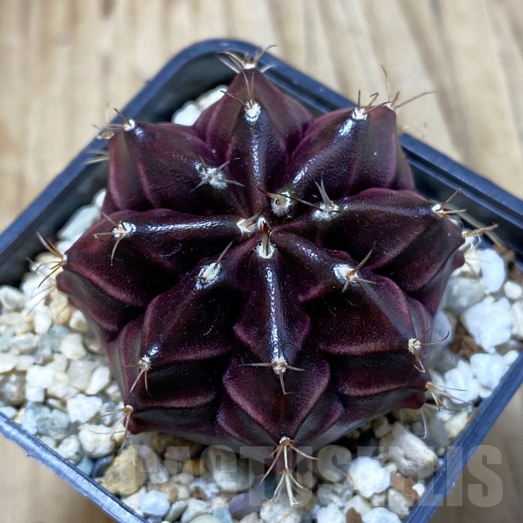 SH2971 Gymnocalycium mihanovichii ‘Black Widow’ x 'Day Dream', seedling