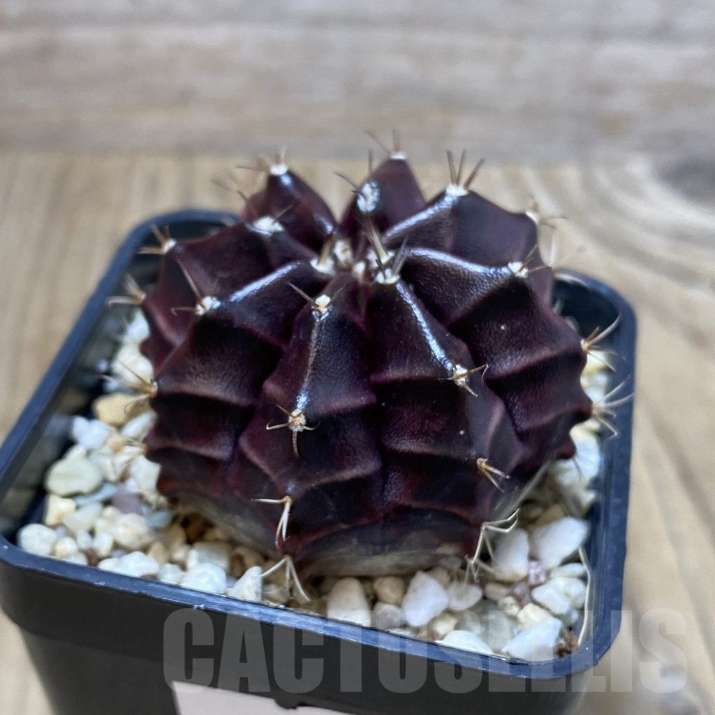 SH2971 Gymnocalycium mihanovichii ‘Black Widow’ x 'Day Dream', seedling - immagine 2