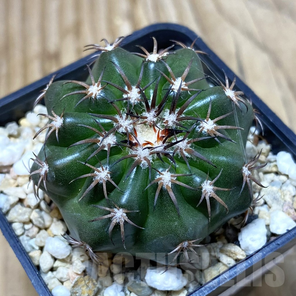 SH2981 Discocactus magnimammus
