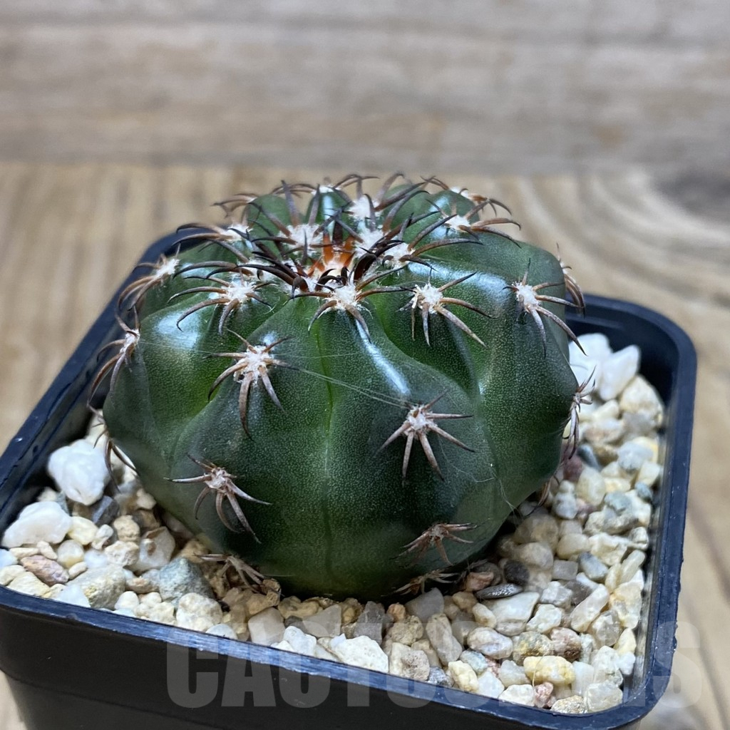 SH2981 Discocactus magnimammus - Image 2