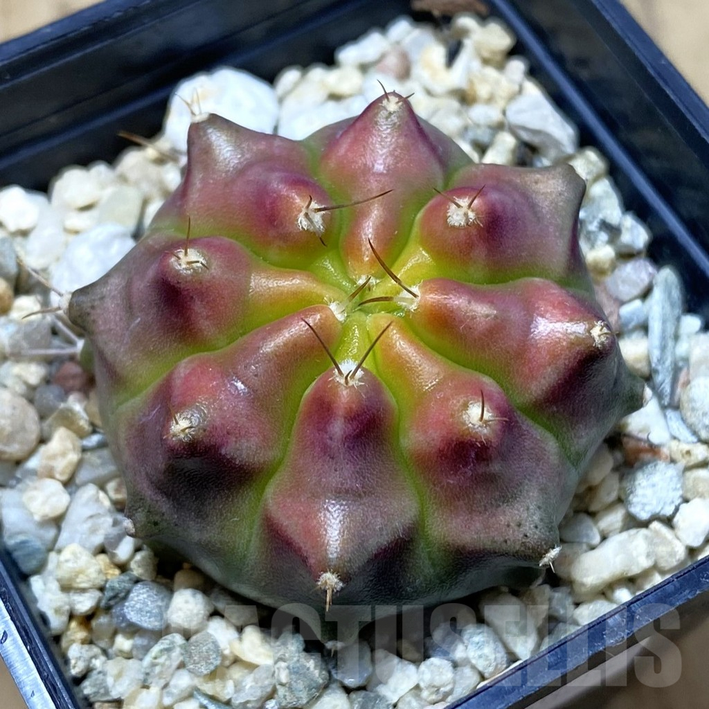 SH3056 Gymnocalycium mihanovichii ‘Konjak’