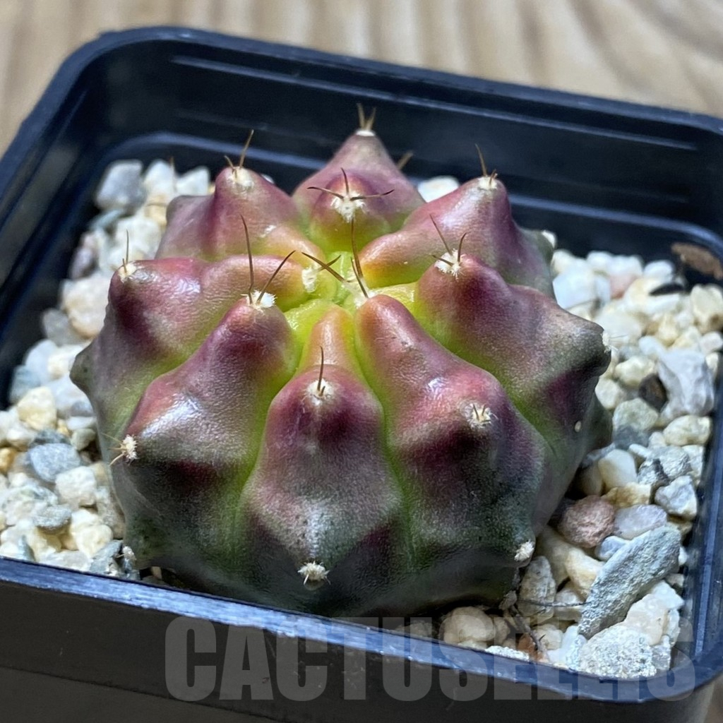 SH3056 Gymnocalycium mihanovichii ‘Konjak’ – Bild 2