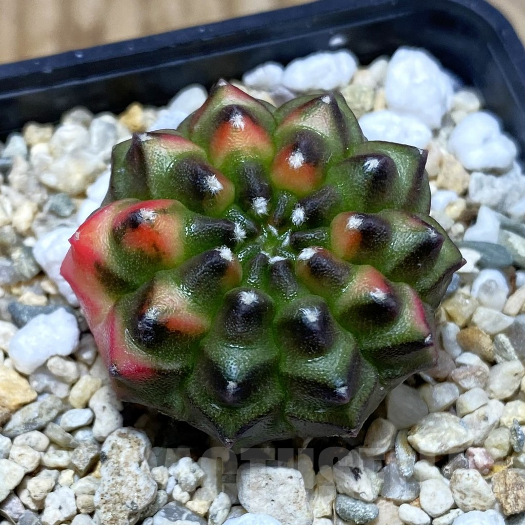 SH3001 Gymnocalycium mihanovichii ‘inermis’ f. variegata, seedling