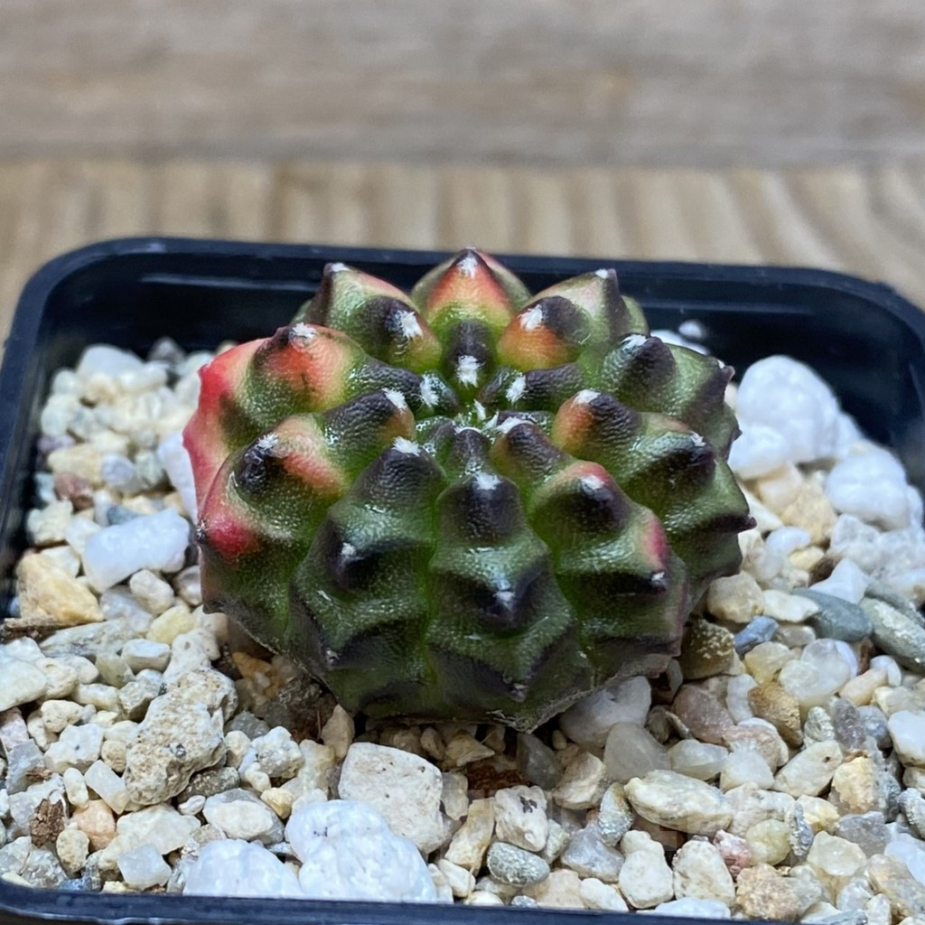SH3001 Gymnocalycium mihanovichii ‘inermis’ f. variegata, seedling - Image 2