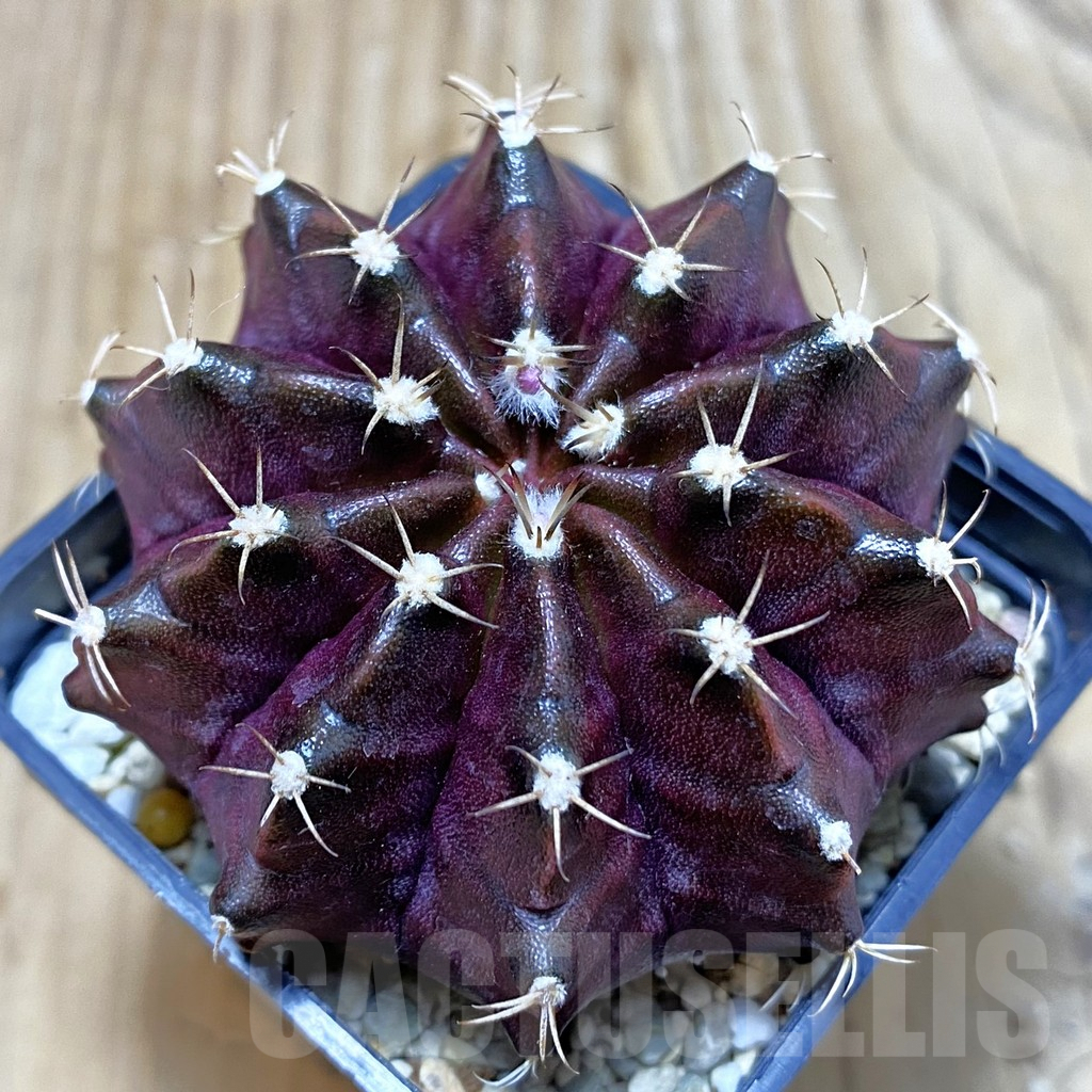 SH3003 Gymnocalycium mihanovichii ‘Black Widow’ x ‘Day Dream’, seedling