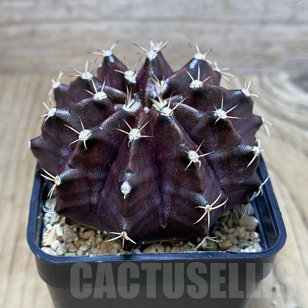 SH3003 Gymnocalycium mihanovichii ‘Black Widow’ x ‘Day Dream’, seedling - Зображення 2