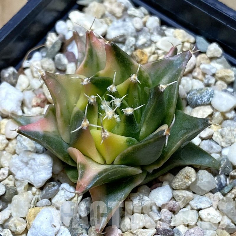 SH3006 Obregonia denegrii f. variegata