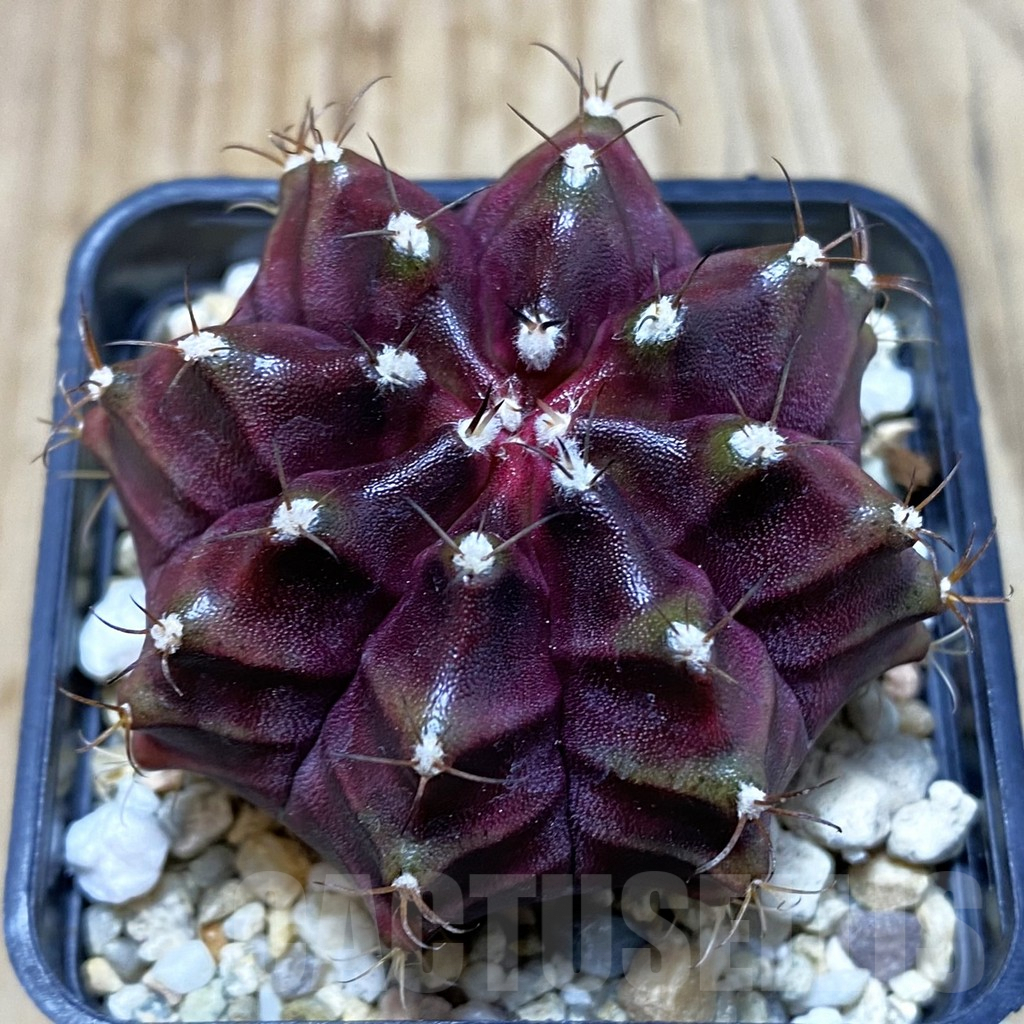 SH3022 Gymnocalycium mihanovichii ‘Black Widow’ x ‘Day Dream’, seedling