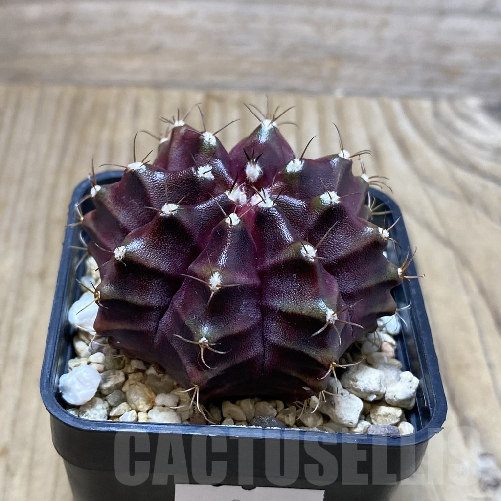 SH3022 Gymnocalycium mihanovichii ‘Black Widow’ x ‘Day Dream’, seedling - Image 2