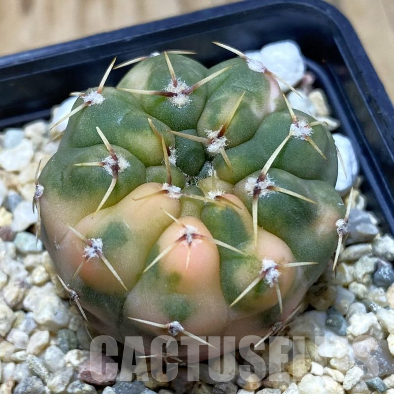 SH3237 Gymnocalycium stellatum f. variegata, seedling