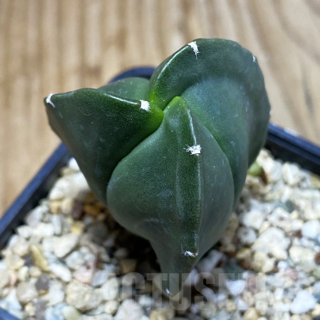 SH3327 Astrophytum myriostigma v. tricostatum f. nudum