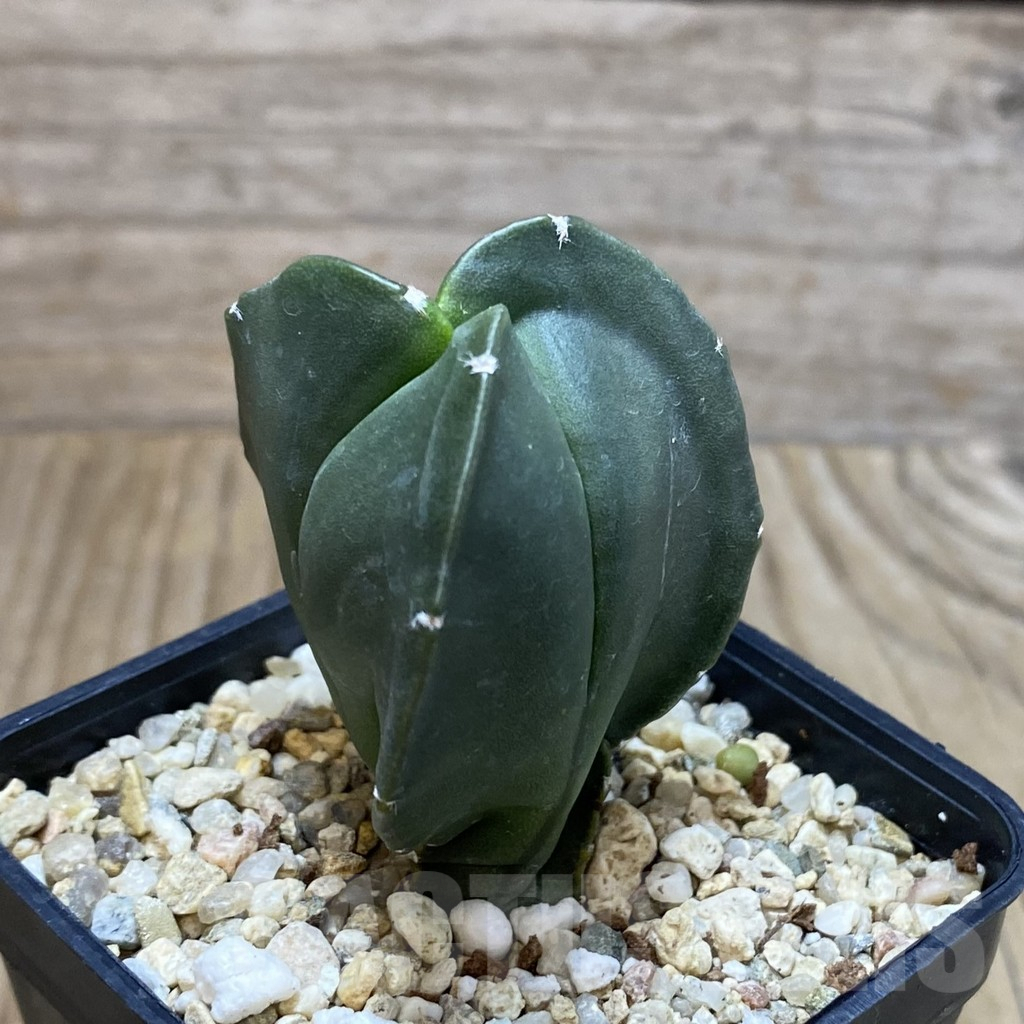 SH3327 Astrophytum myriostigma v. tricostatum f. nudum - Image 2