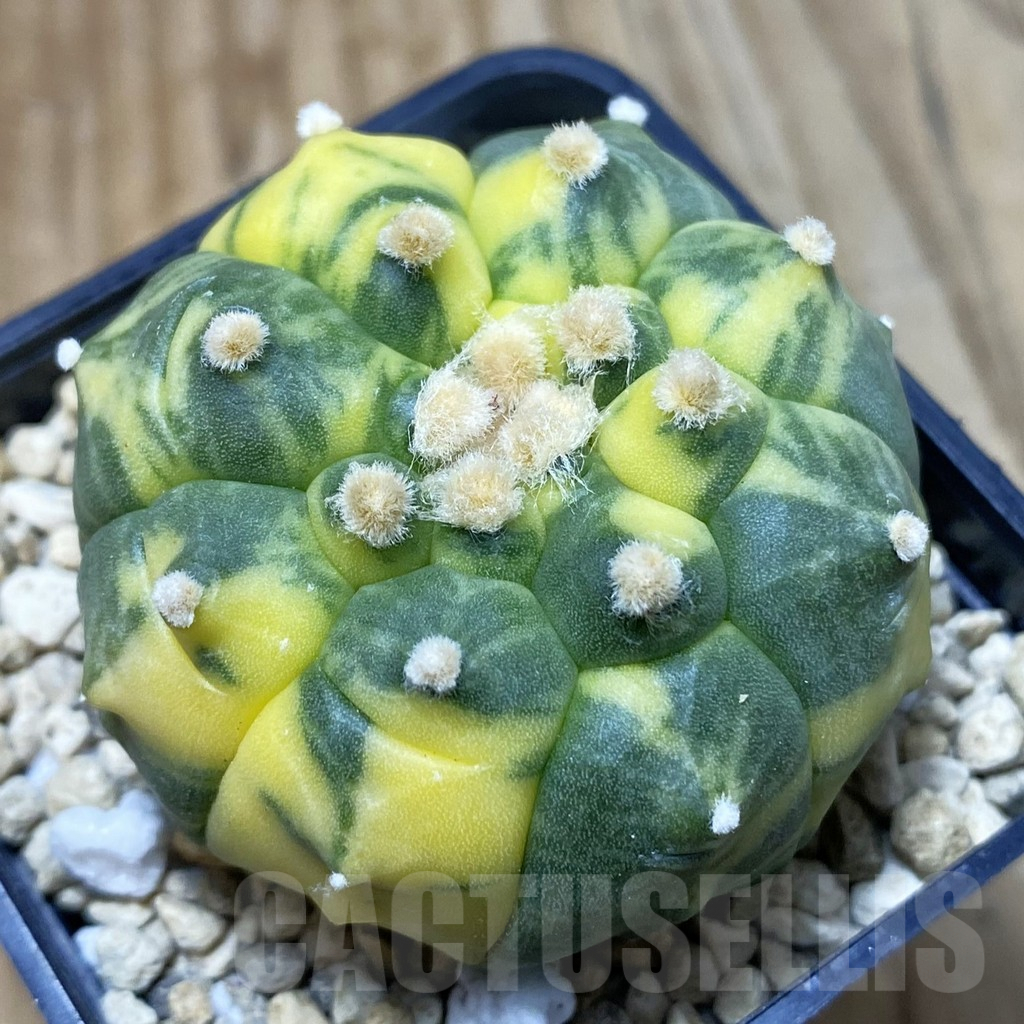 SH3328 Astrophytum asterias ‘Kikko’ f. variegata