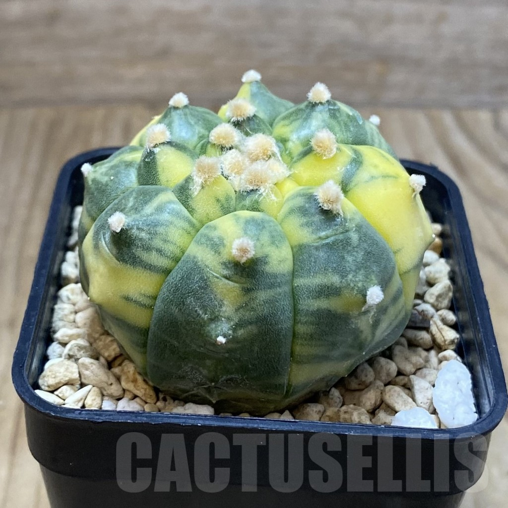 SH3328 Astrophytum asterias ‘Kikko’ f. variegata - Image 2