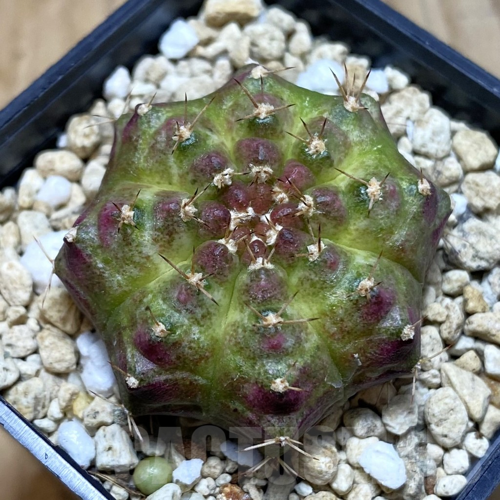 SH3223 Gymnocalycium mihanovichii ‘Neon’ hybrid, seedling