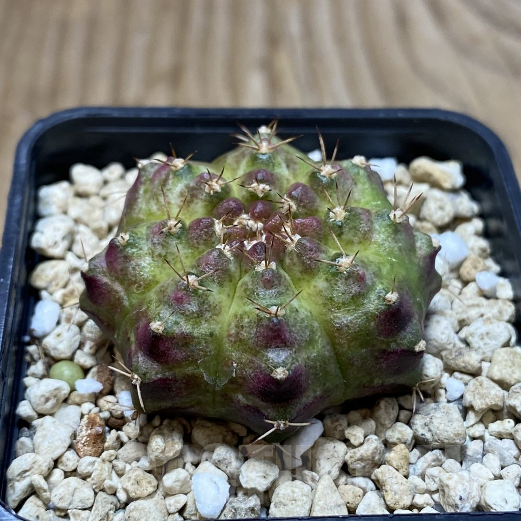SH3223 Gymnocalycium mihanovichii ‘Neon’ hybrid, seedling - Image 2