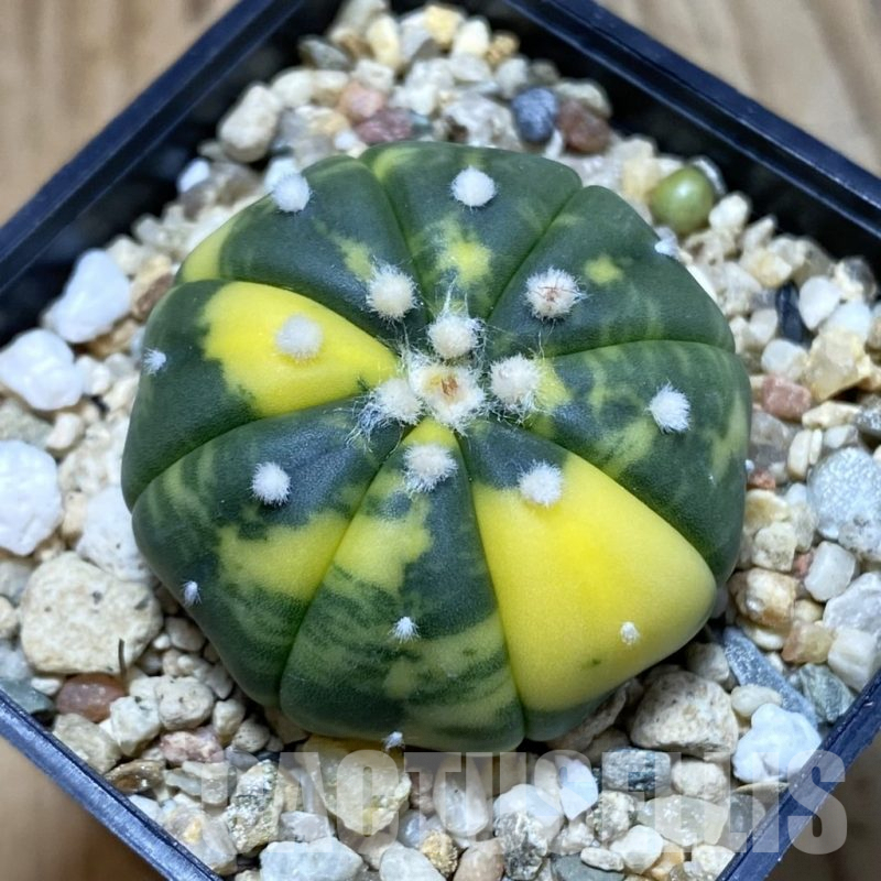SH3231 Astrophytum asterias f. variegata