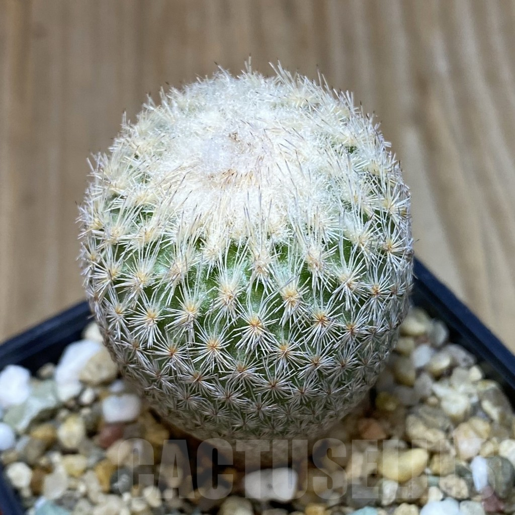 SH3901 Epithelantha bokei