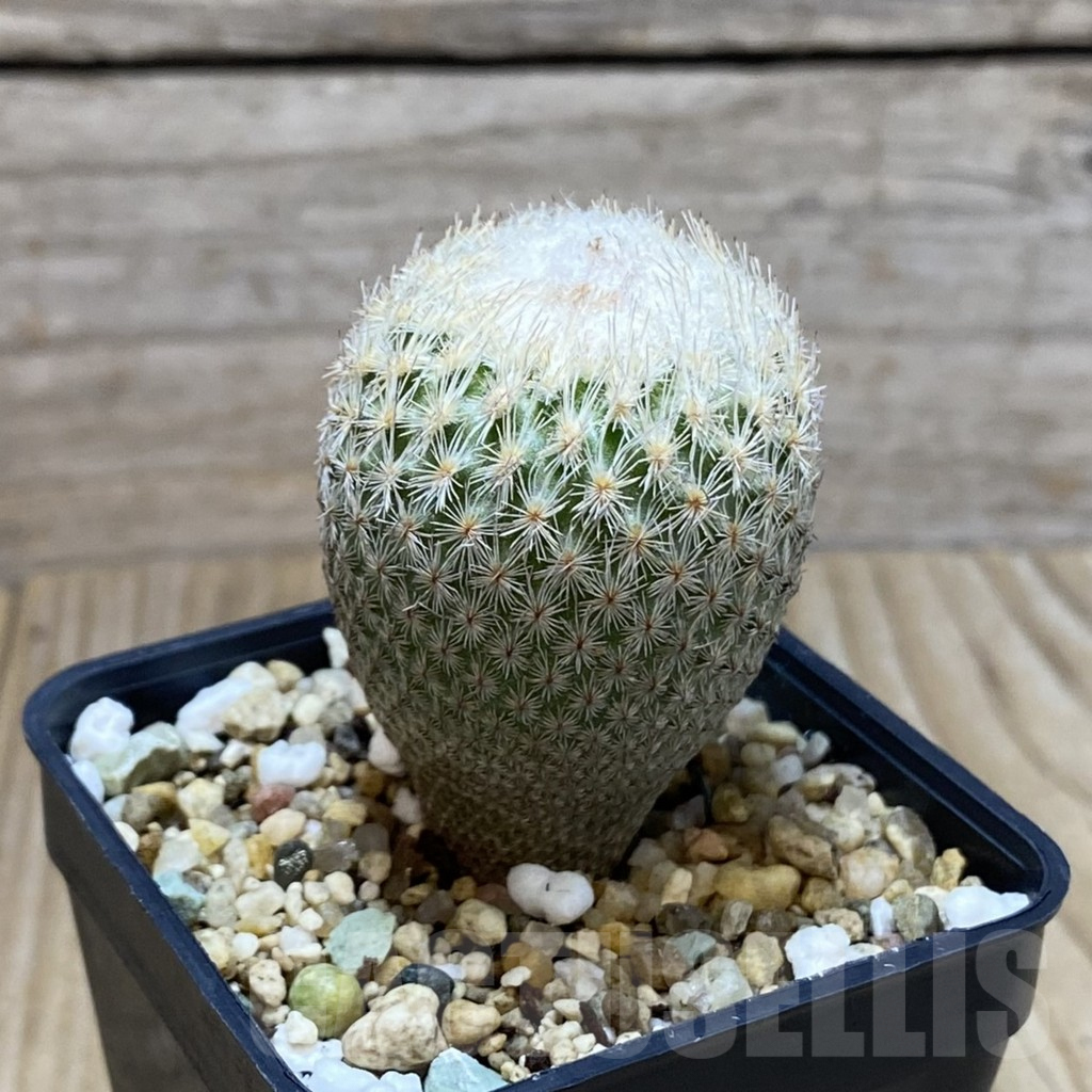 SH3901 Epithelantha bokei - Image 2