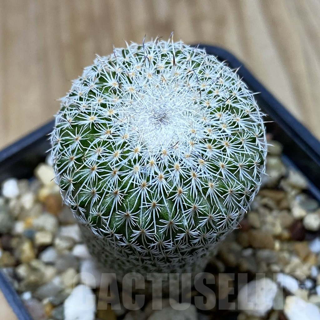 SH3902 Epithelantha micromeris v. unguispina