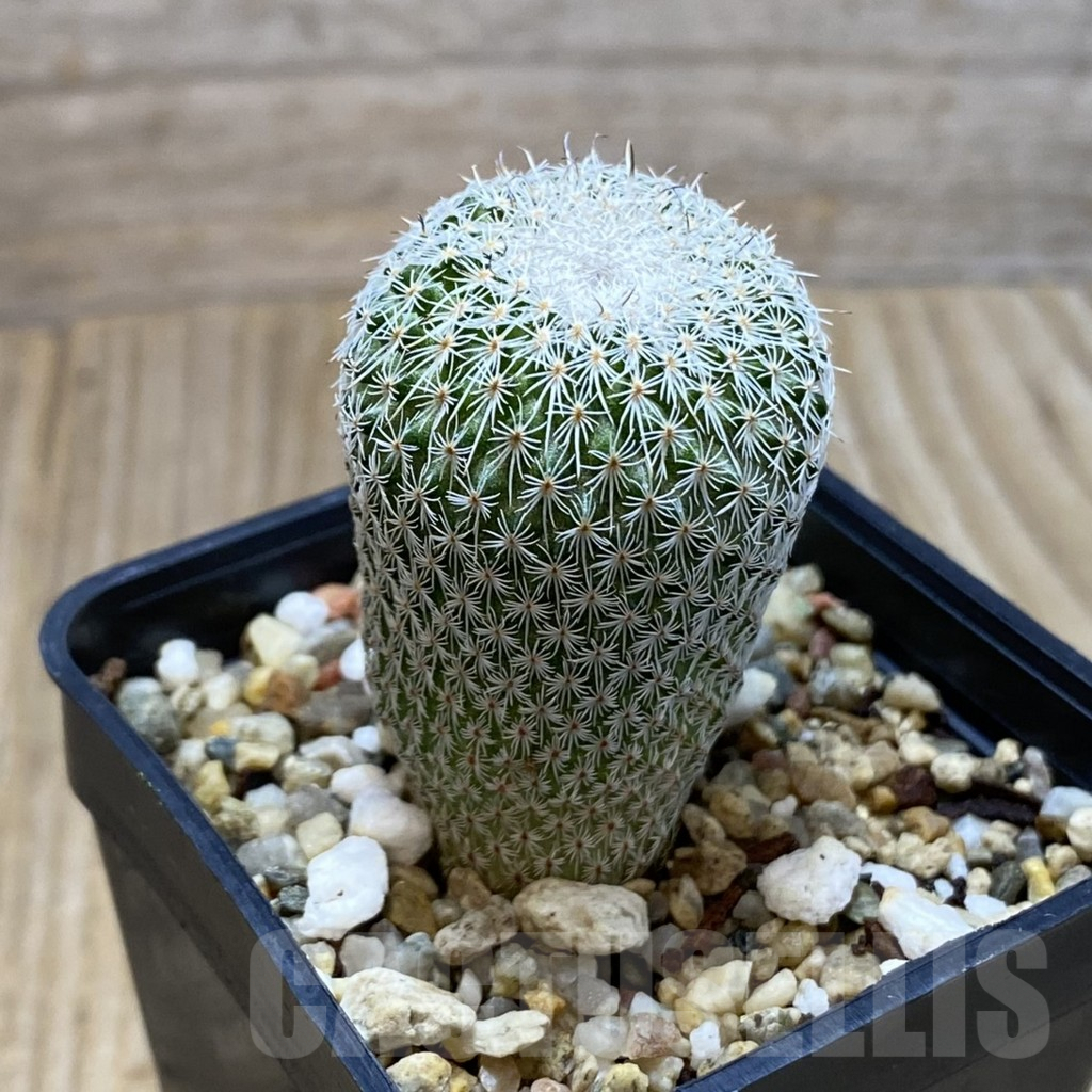 SH3902 Epithelantha micromeris v. unguispina - 画像 (2)