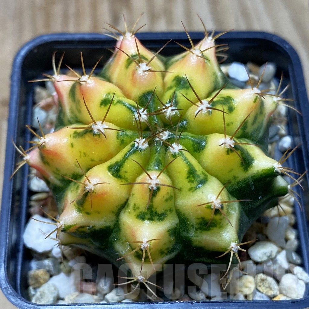 SH3904 Gymnocalycium mihanovichii 'Moon Crown' hybrid seedling