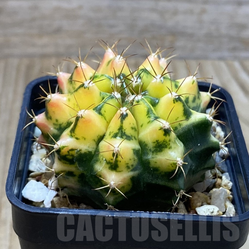 SH3904 Gymnocalycium mihanovichii 'Moon Crown' hybrid seedling - 画像 (2)