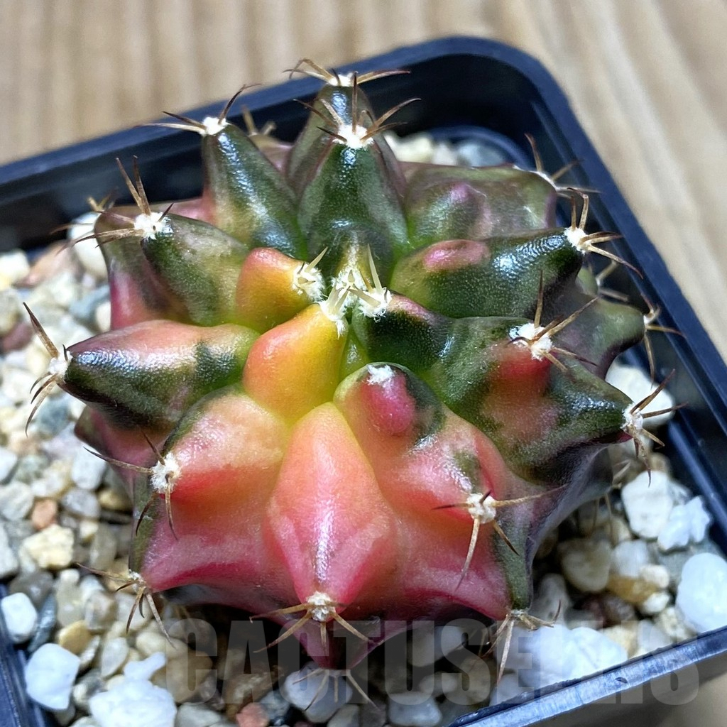 SH3905 Gymnocalycium mihanovichii ‘Transformer’ f. variegata hybrid, seedling