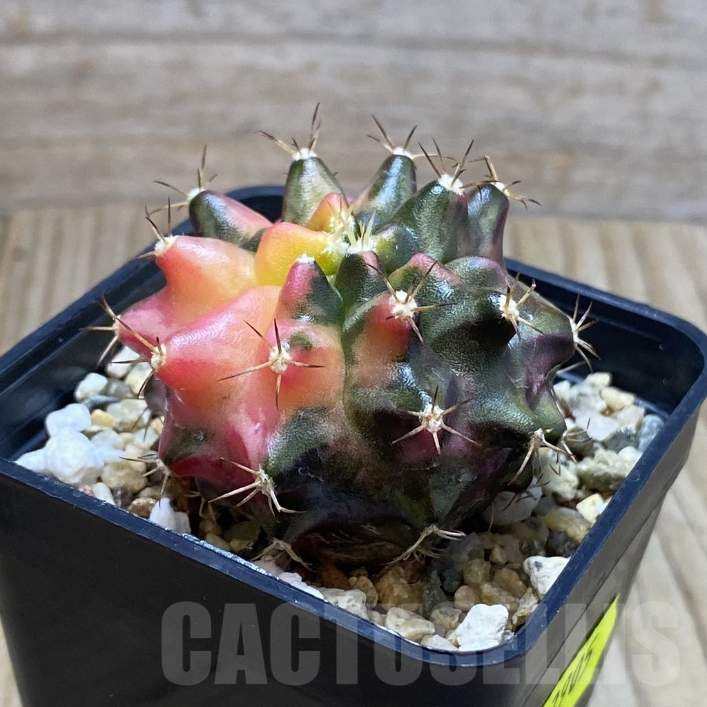 SH3905 Gymnocalycium mihanovichii ‘Transformer’ f. variegata hybrid, seedling - Imagen 2