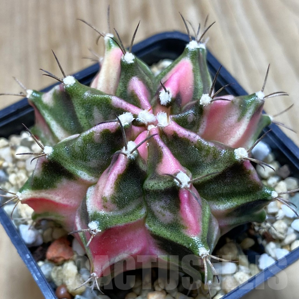 SH3907 Gymnocalycium mihanovichii 'Pink Diamond' hybrid , seedling