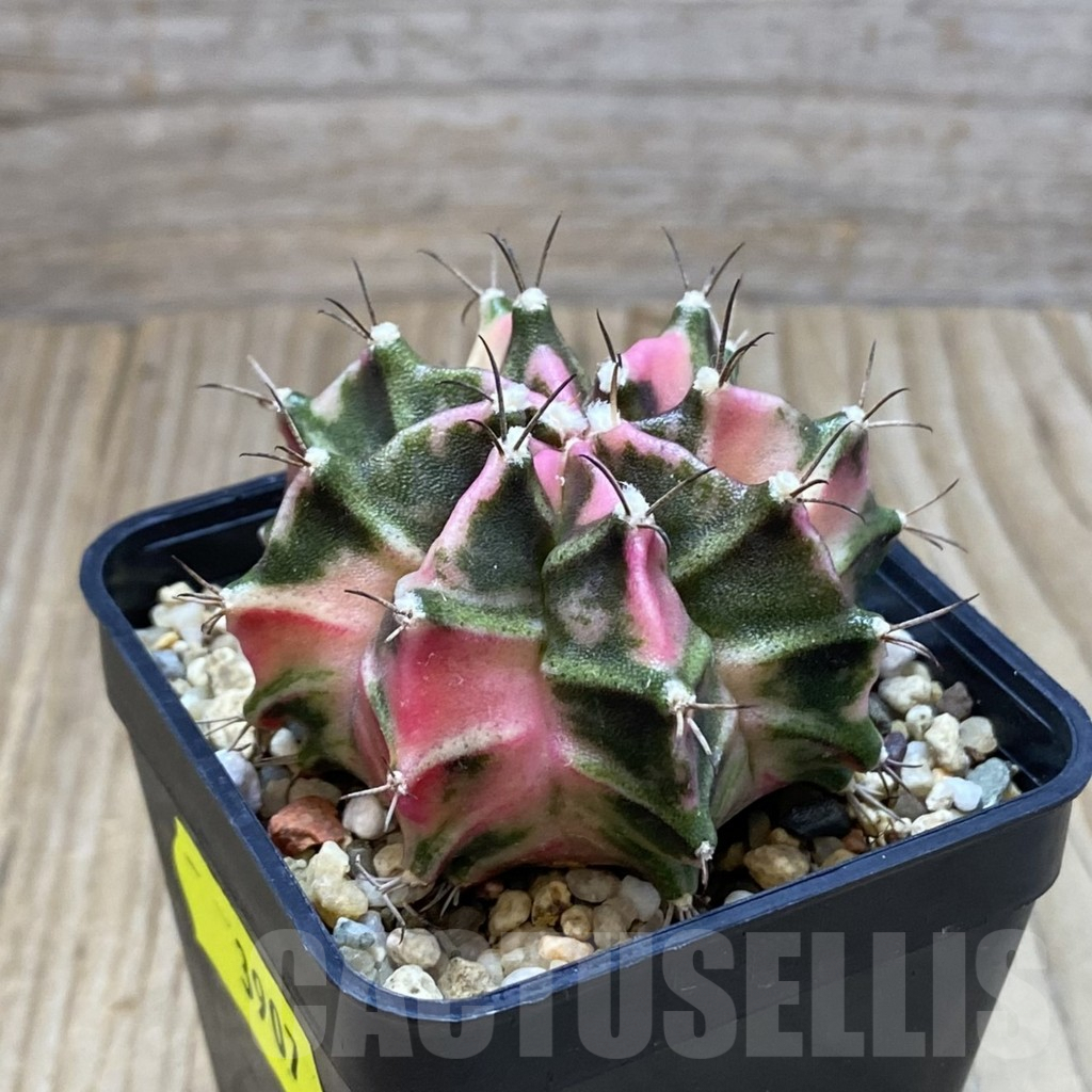 SH3907 Gymnocalycium mihanovichii 'Pink Diamond' hybrid , seedling - Image 2