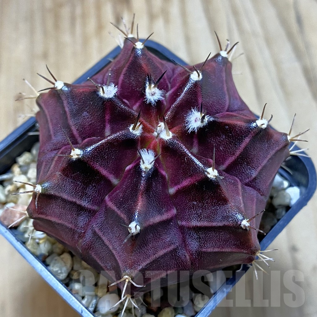 SH3908 Gymnocalycium mihanovichii ‘Black Widow’ x ‘Day Dream’, seedling