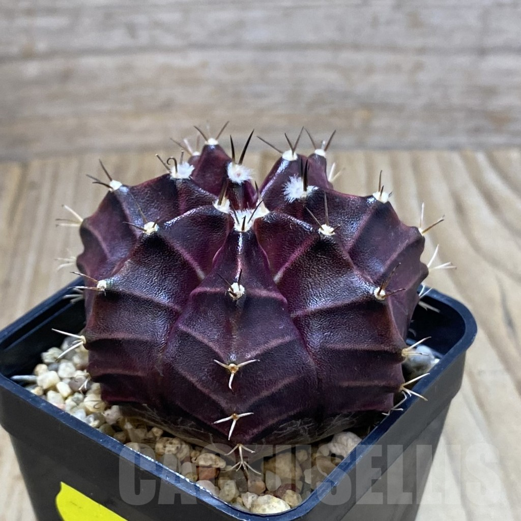 SH3908 Gymnocalycium mihanovichii ‘Black Widow’ x ‘Day Dream’, seedling - 画像 (2)