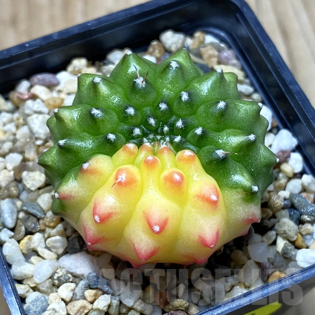 SH3910 Gymnocalycium mihanovichii ‘inermis’ f. variegata, seedling
