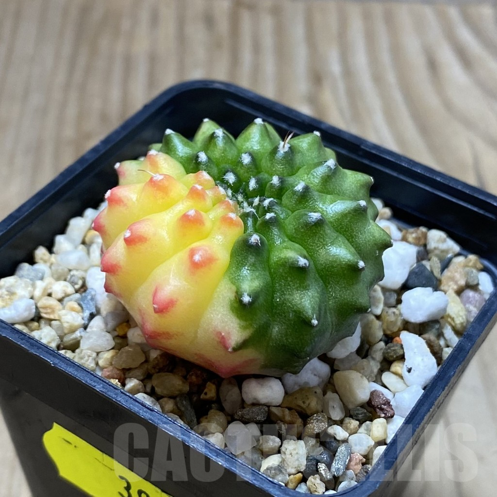 SH3910 Gymnocalycium mihanovichii ‘inermis’ f. variegata, seedling - Obrázek 2