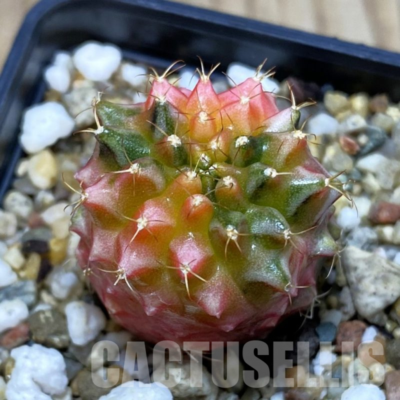 SH3915 Gymnocalycium mihanovichii ‘Transformer’ hybrid f. variegata, seedling