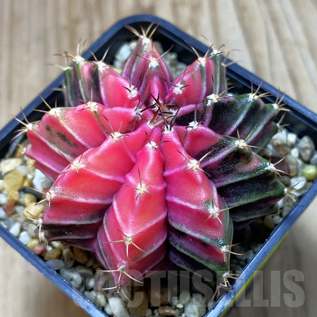 SH3916 Gymnocalycium friedrichii f. variegata, seedling