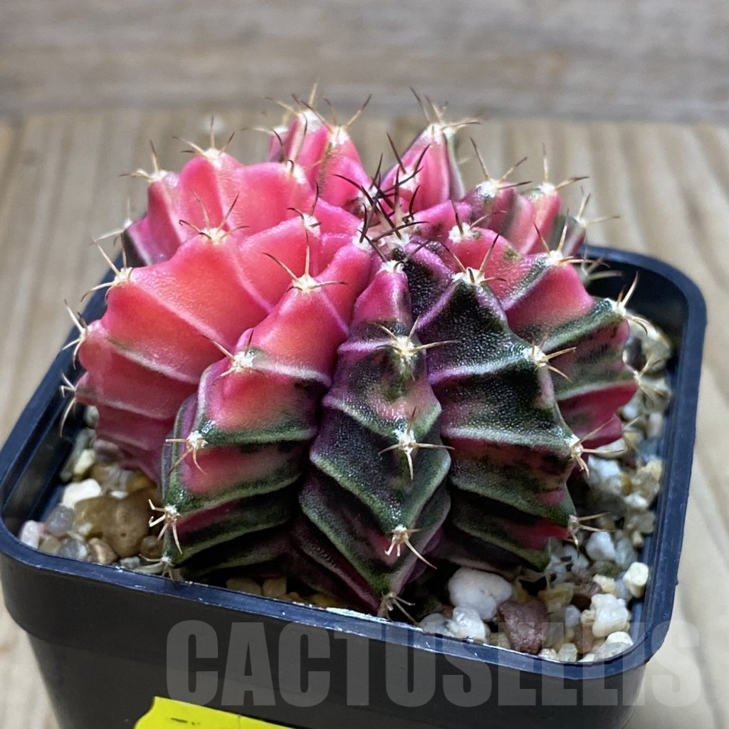 SH3916 Gymnocalycium friedrichii f. variegata, seedling - Image 2