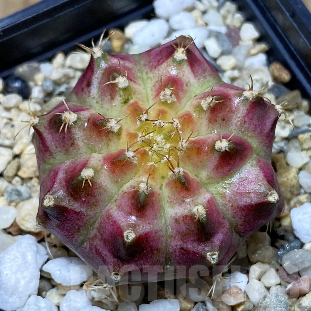 SH3879 Gymnocalycium mihanovichii ‘Neon’ hybrid, seedling