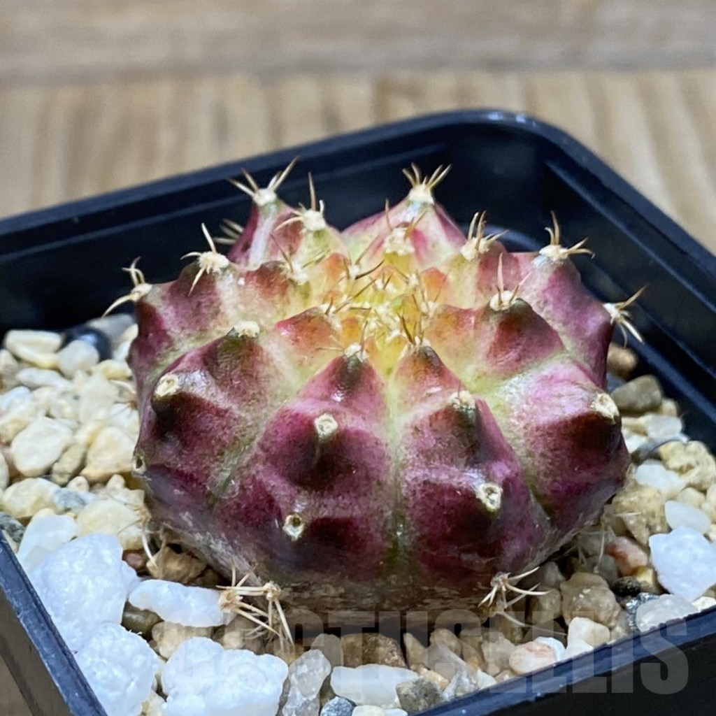SH3879 Gymnocalycium mihanovichii ‘Neon’ hybrid, seedling - Image 2