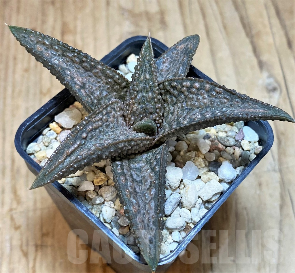 SHPR39370 Haworthia 'White Kin' - Imagen 2