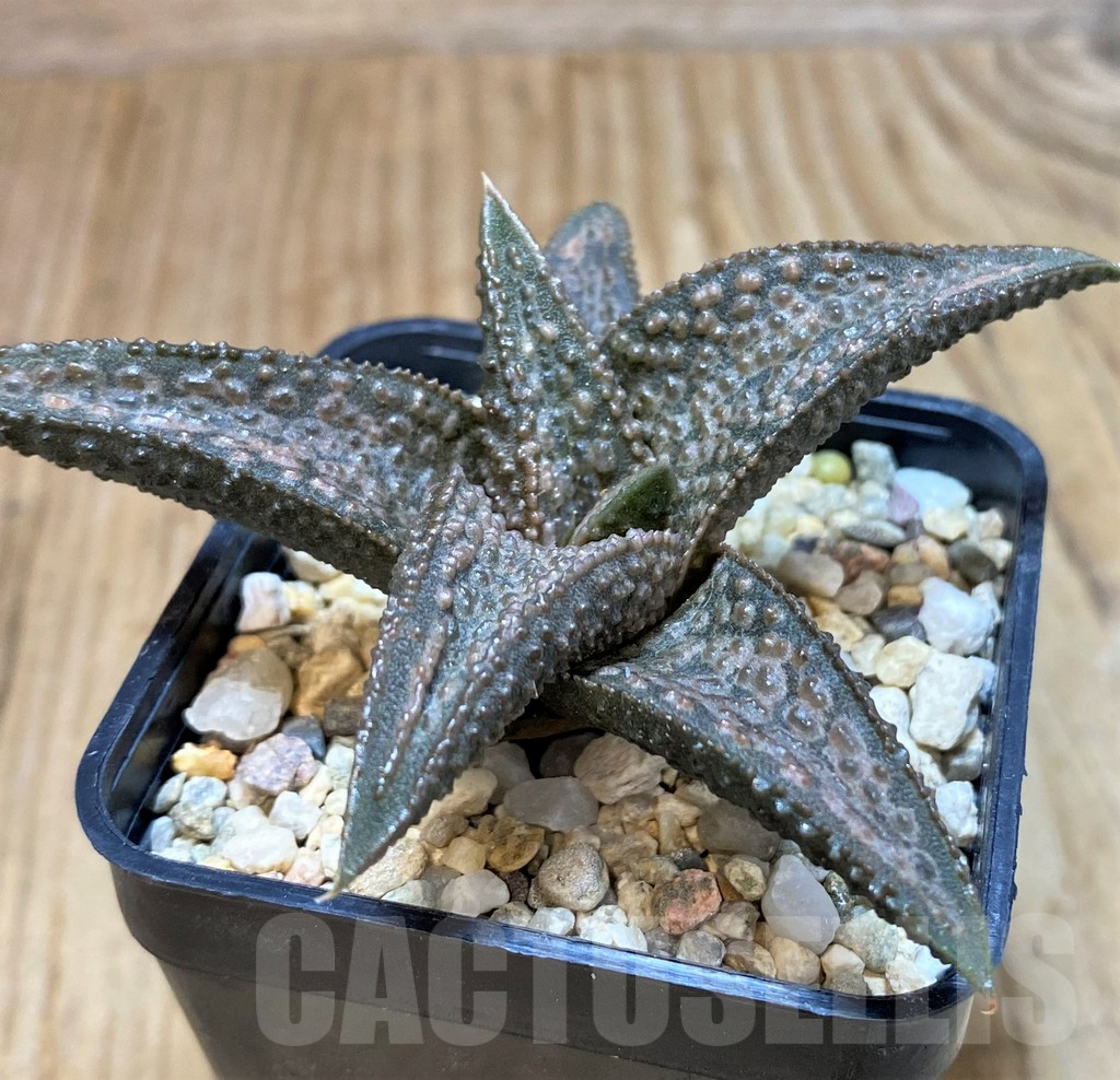 SHPR39370 Haworthia 'White Kin'