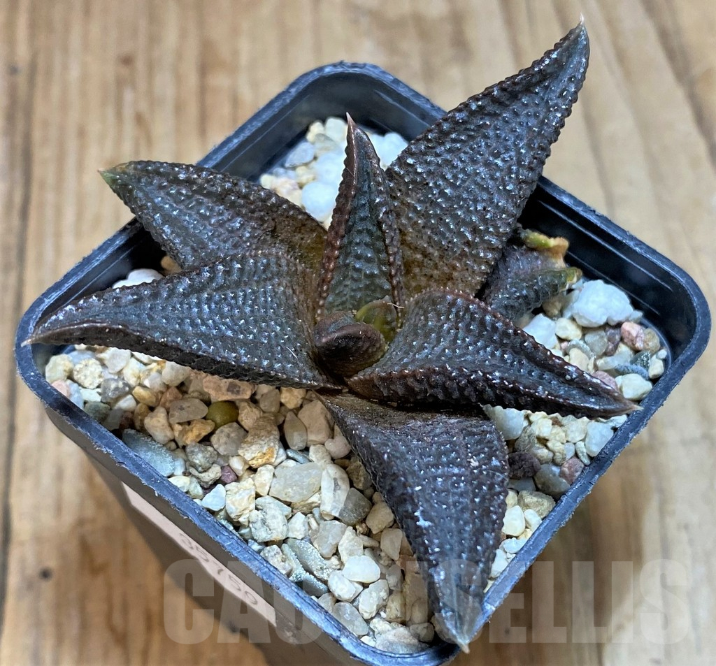 SHPR35759 Haworthia koelmaniorum 'MEGA' - immagine 2
