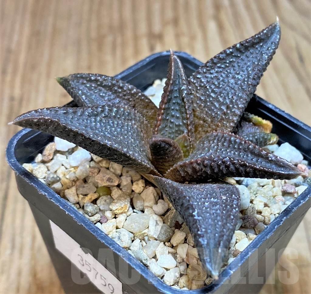 SHPR35759 Haworthia koelmaniorum 'MEGA'