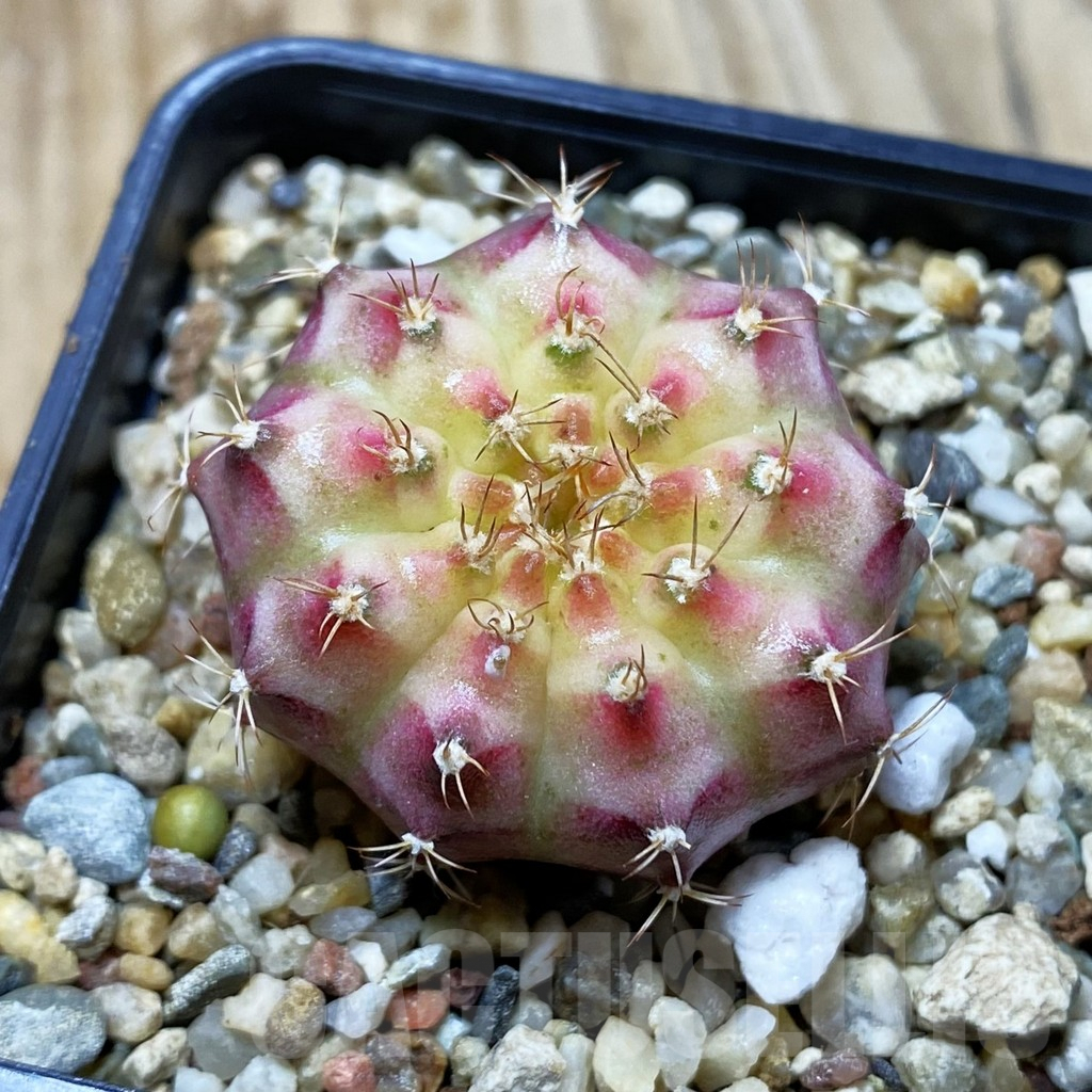 SH4131 Gymnocalycium mihanovichii ‘Neon’ hybrid, seedling