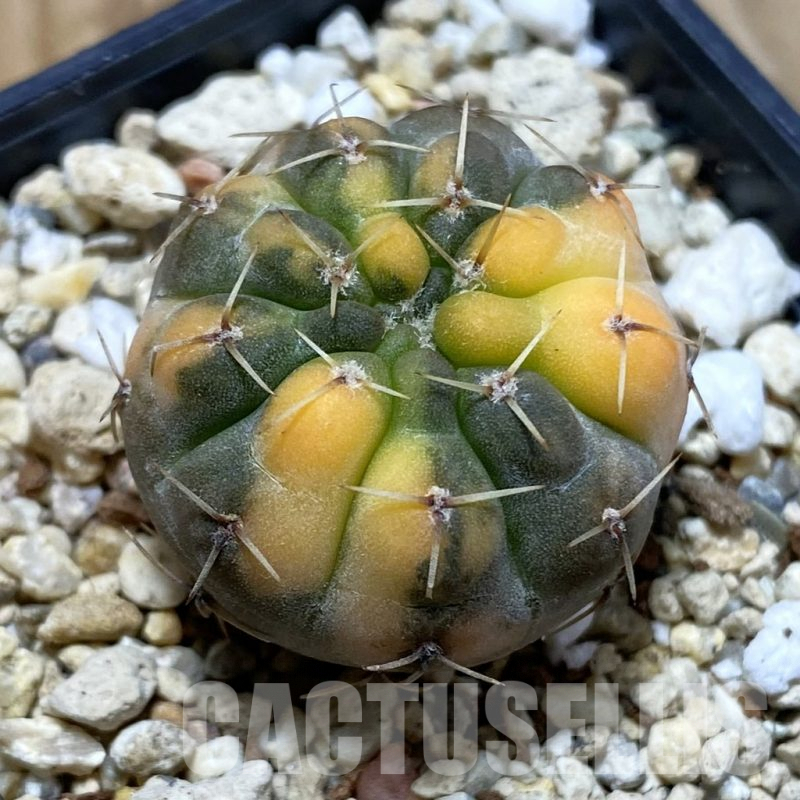 SH4133 Gymnocalycium stellatum f. variegata, seedling