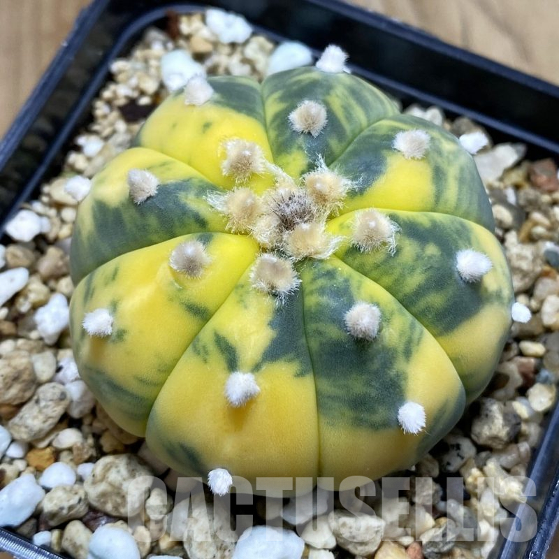 SH4145 Astrophytum asterias f. variegata