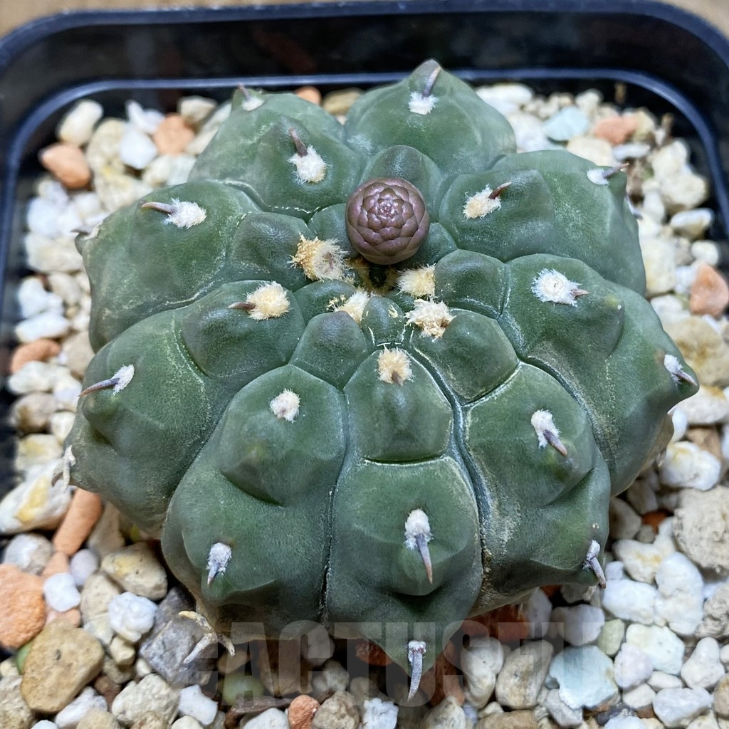 SH4146 Gymnocalycium vatteri v. unguispinum