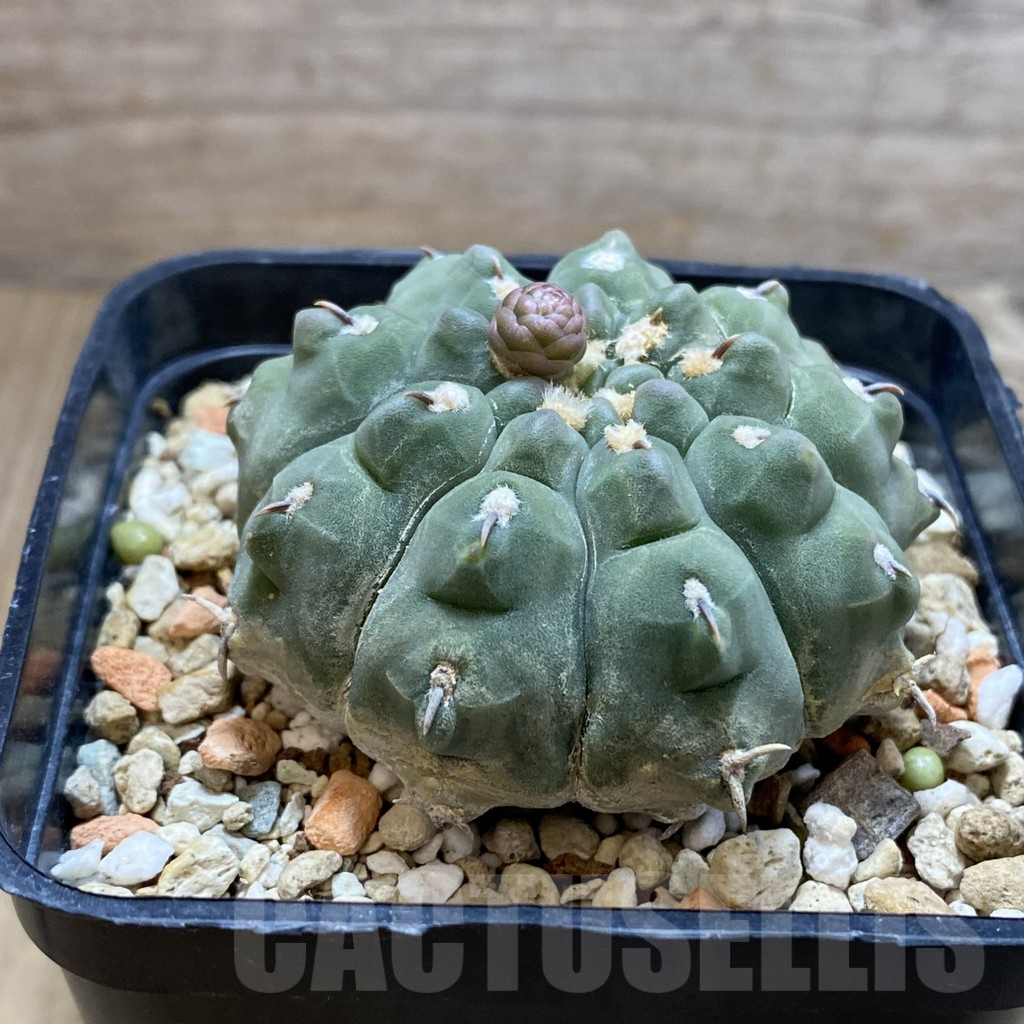 SH4146 Gymnocalycium vatteri v. unguispinum - Imagen 2