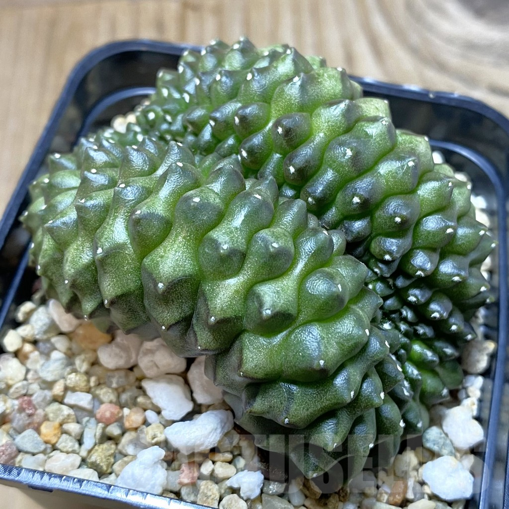 SH4149 Gymnocalycium mihanovichii 'inermis' f. cristata